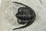 Bargain, Cornuproetus Trilobite Fossil - Morocco #249710-1